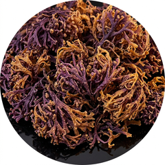 Dried sea moss strands macro on obsidian